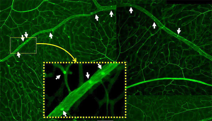 Diabetic rat on a western diet imaging