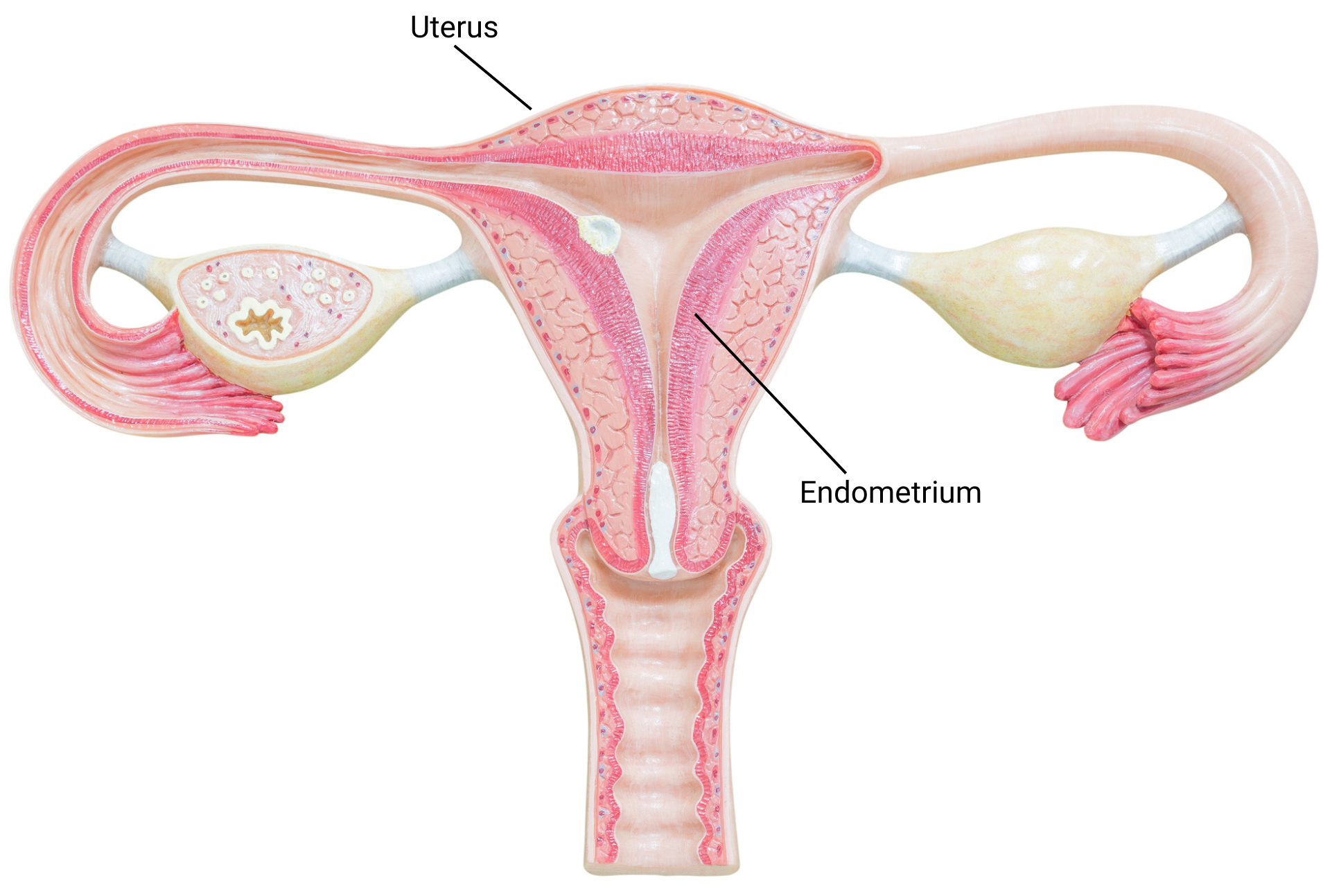 Uterus and endometrium, female reproductive system.