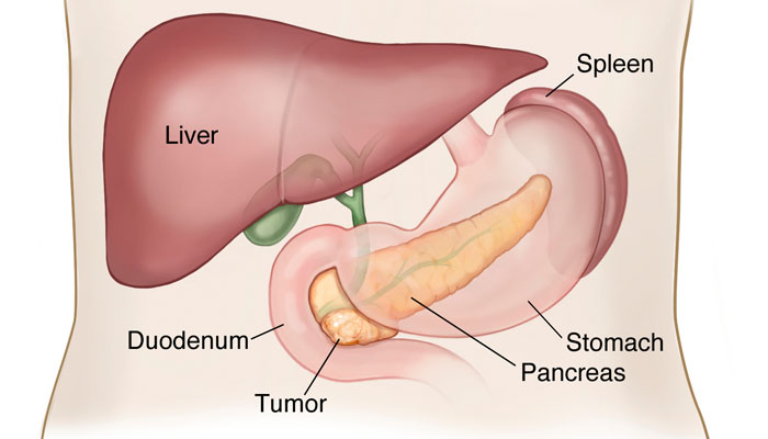 Diagram of pancreas