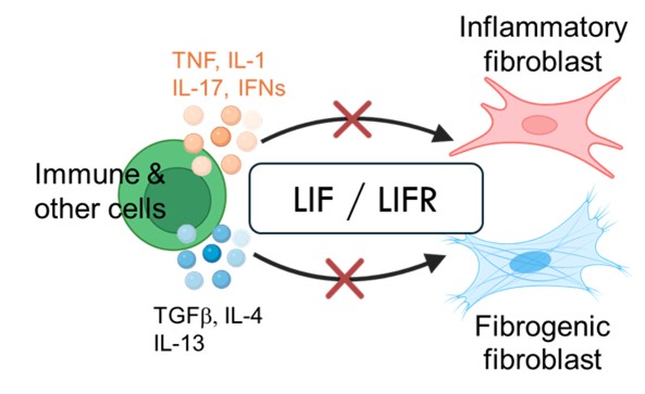 (Figure) This autocrine loop involving leukemia inhibitory factor (LIF) and LIF receptor acts as a master amplifier of fibroblast mediated inflammation and fibrosis. 