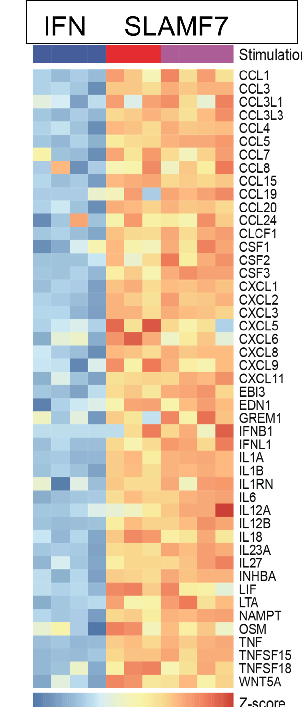(Figure) heat map of gene expression from cultured macrophages after IFNγ stimulation versus SLAMF7 stimulation (expression of multiple chemokines, cytokines, growth factors expressed at the highest levels detected following any type of activation).
