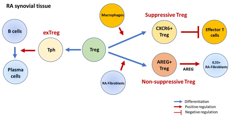 (Figure) CXCR6+ Tregs have higher suppressive capability compared to other Treg subsets, while AREG+ Tregs induce IL-33-expressing RA-fibroblasts.