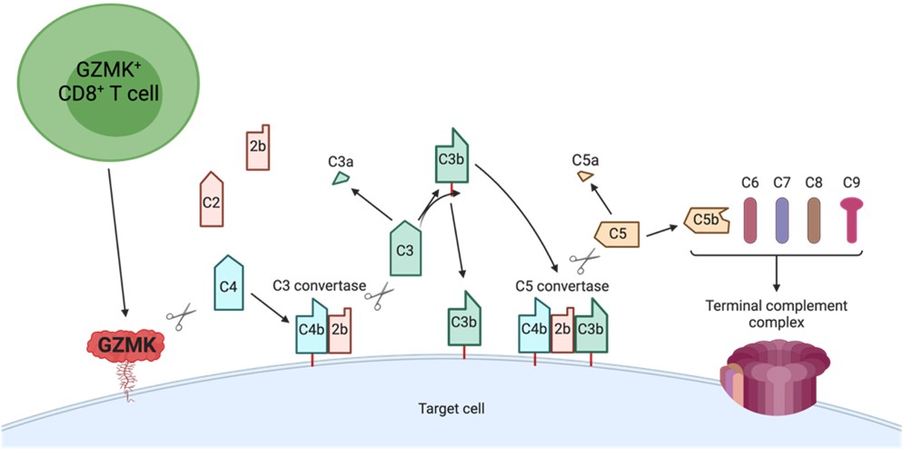 (Figure) GZMK-expressing CD8+ T cells constitutively release GZMK. Secreted GZMK can bind plasma membranes by interacting with heparan sulfate glycosaminoglycans, where it cleaves C4 and C2 generating C4b and C2b.