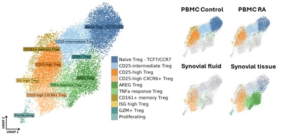 (Figure) We identified 10 Treg sub-populations from three rheumatoid arthritis tissues: PBMCs, synovial fluid and synovial tissue; and PBMCs from healthy donors (control) are projected in UMAP embeddings. 