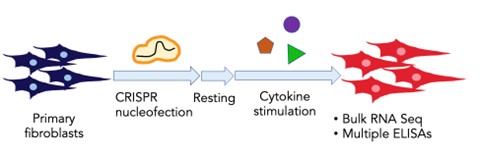 (Figure) A schematic of the CRISPR screen.